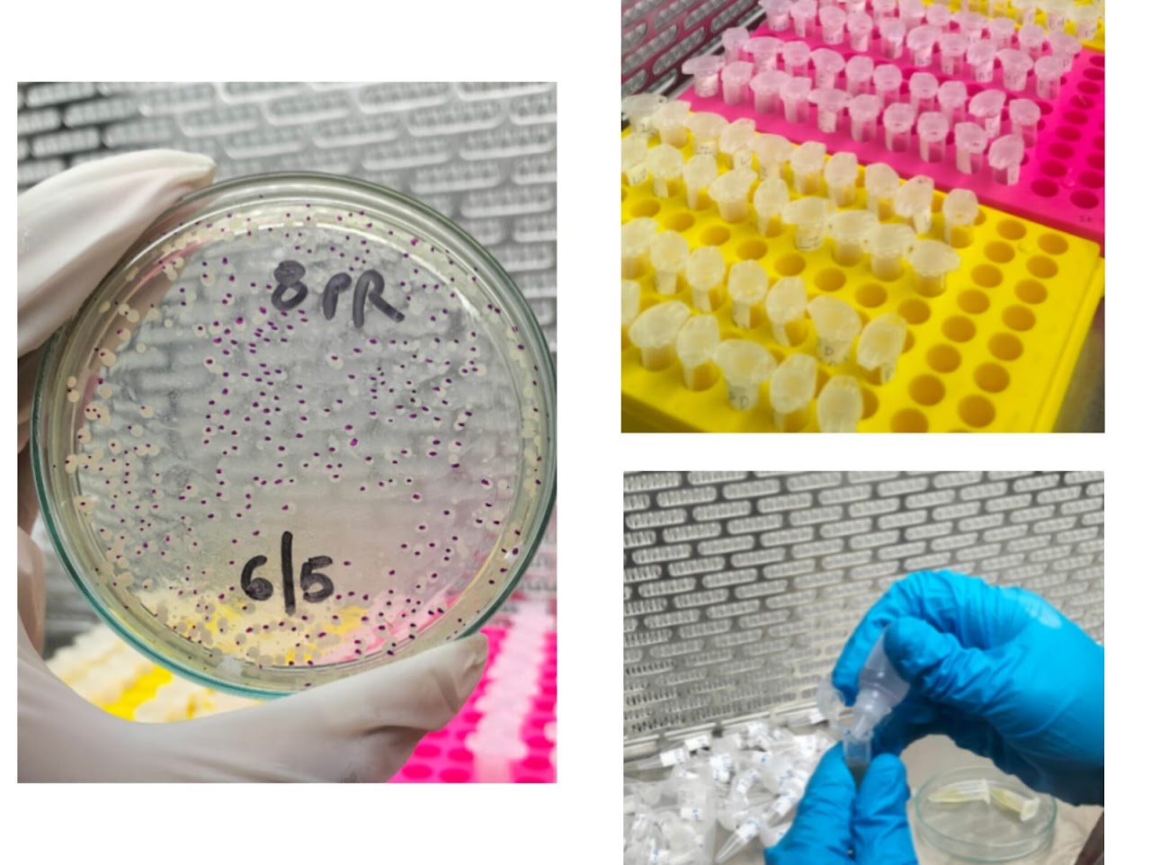 Bench work: plated bacterial culture, micro-tube racks, sample handling